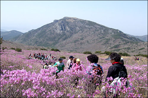 비슬산 대견사지 능선 반대편에 30여만평의 진달래 군락지에는 4월의 마지막 날을 하루 앞두고 절정을 이루고 있었다. 